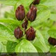 CALYCANTHUS floridus