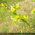 CARAGANA arborescens