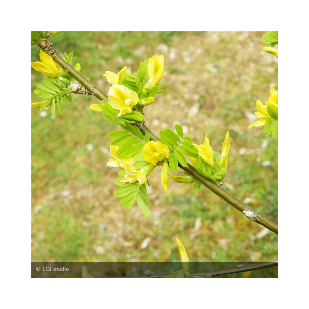 CARAGANA arborescens