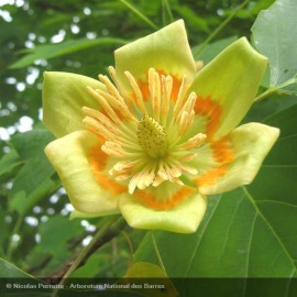 LIRIODENDRON tulipifera
