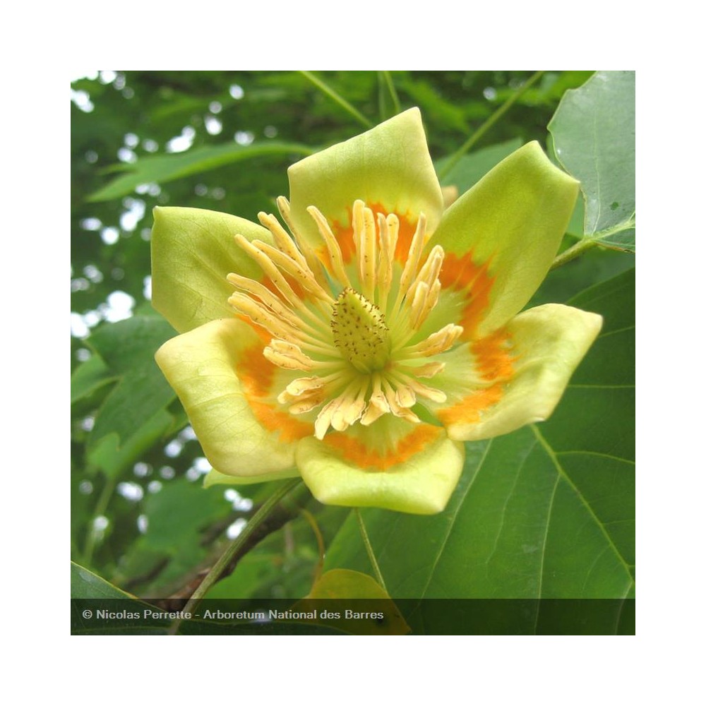 LIRIODENDRON tulipifera