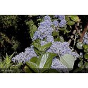 CEANOTHUS arboreus Trewithen blue