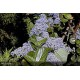 CEANOTHUS arboreus Trewithen blue