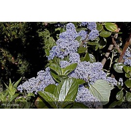 CEANOTHUS arboreus Trewithen blue