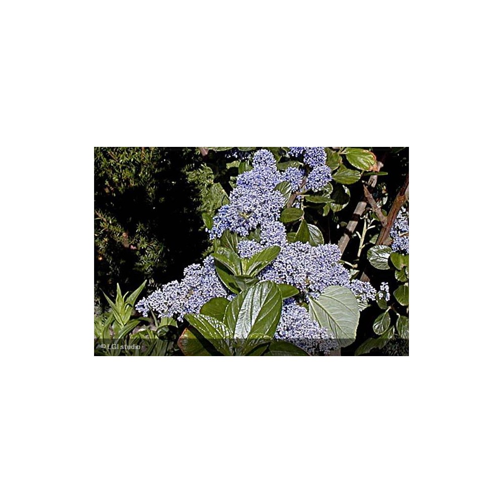 CEANOTHUS arboreus Trewithen blue