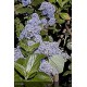 CEANOTHUS arboreus Trewithen blue