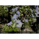 CEANOTHUS arboreus Trewithen blue