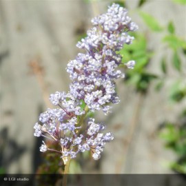 CEANOTHUS Autumnal blue