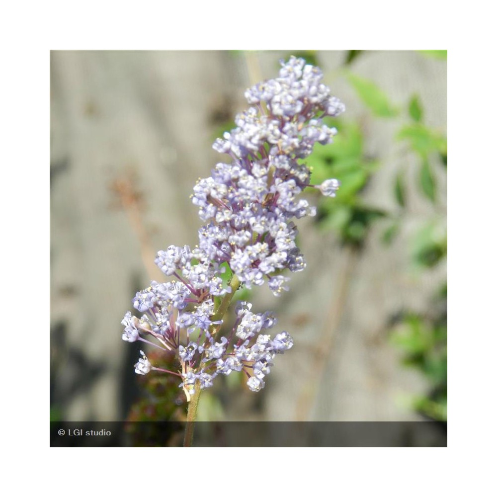 CEANOTHUS Autumnal blue