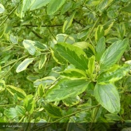 CEANOTHUS thyrsiflorus Eldorado®