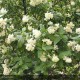 CEANOTHUS thyrsiflorus Snow flurry