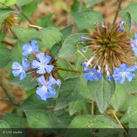 CERATOSTIGMA willmottianum