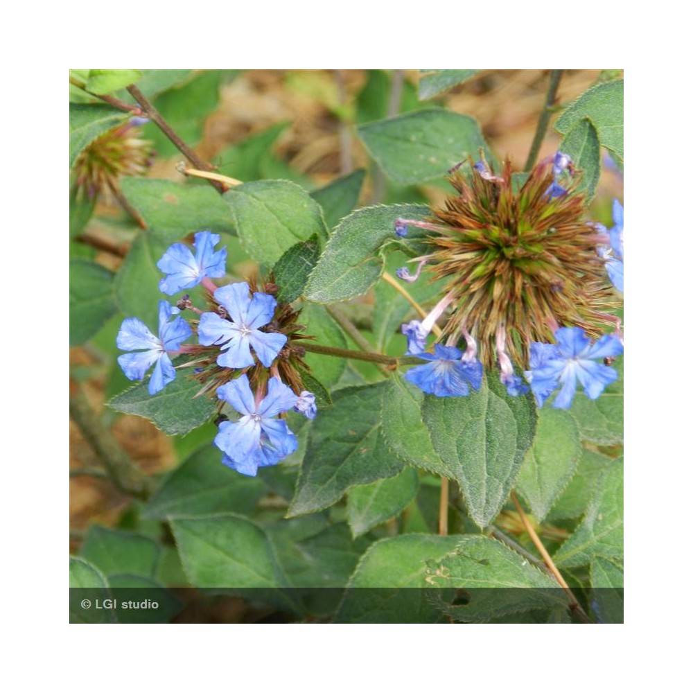 CERATOSTIGMA willmottianum