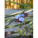 CERATOSTIGMA willmottianum Summer sky