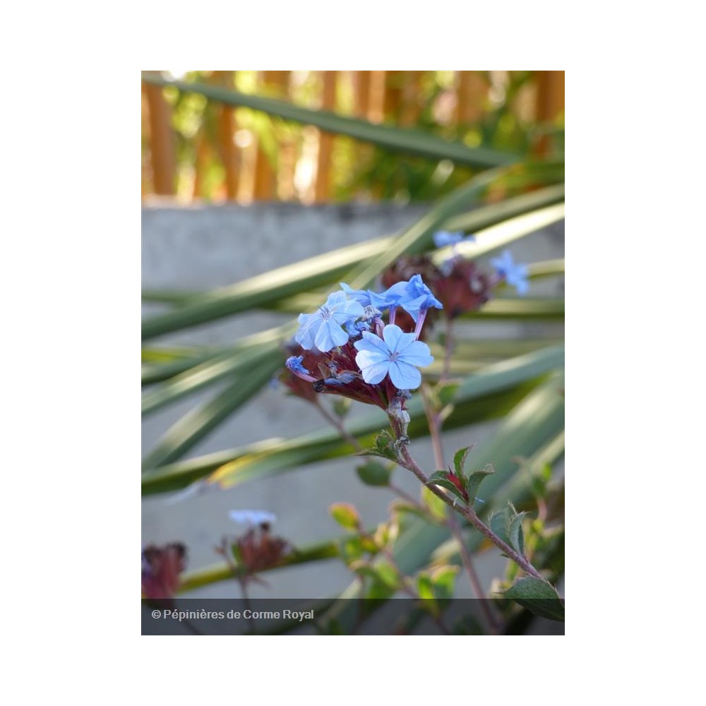 CERATOSTIGMA willmottianum Summer sky