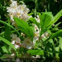 CHITALPA tashkentensis Pink dawn