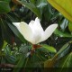MAGNOLIA grandiflora Galissonniensis