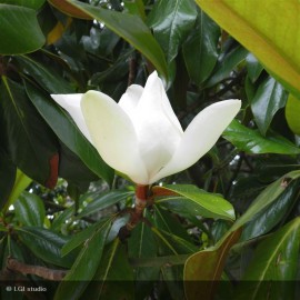 MAGNOLIA grandiflora Galissonniensis