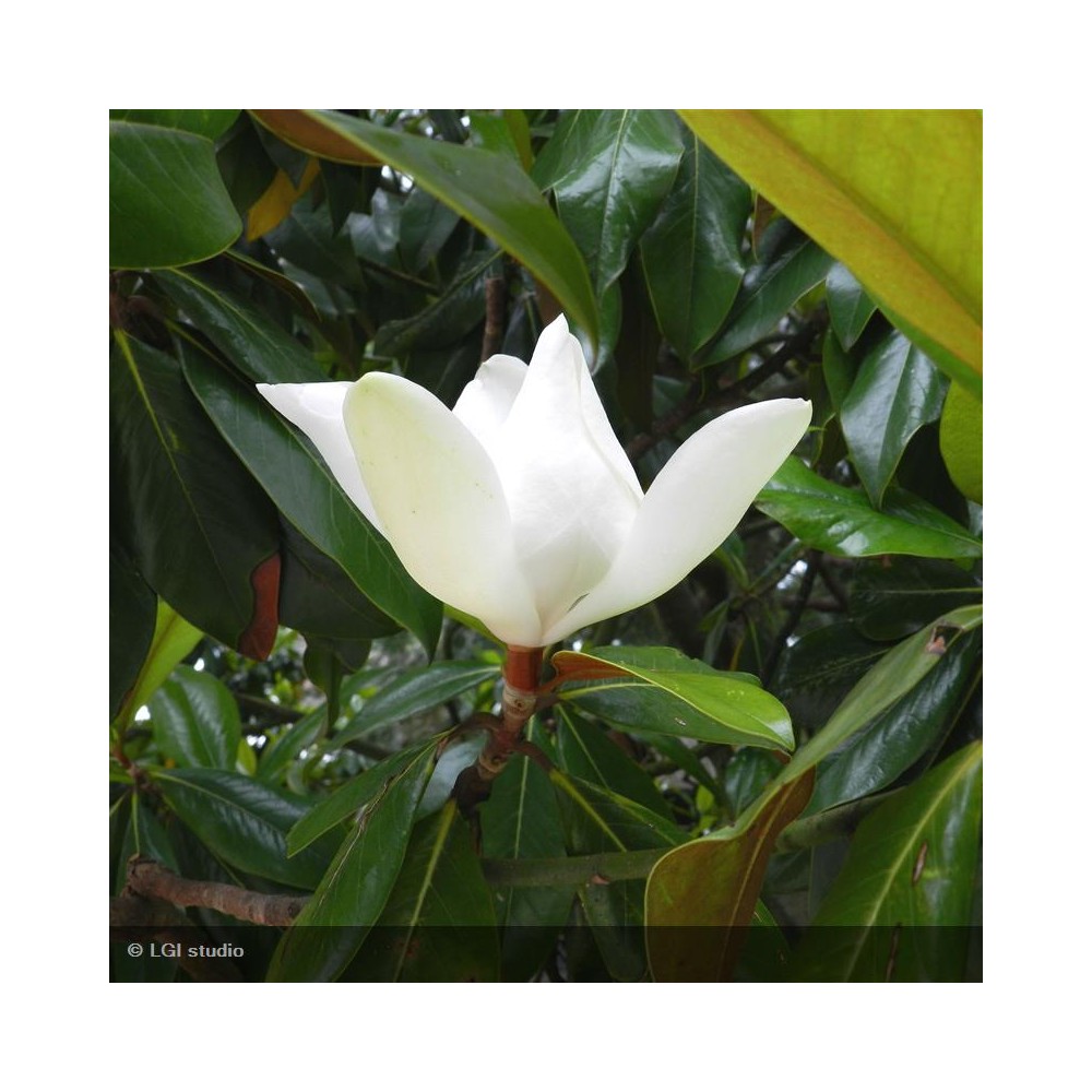 MAGNOLIA grandiflora Galissonniensis