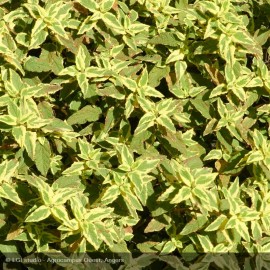 CISTUS x corbariensis Rospico®