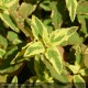 CISTUS x corbariensis Rospico®