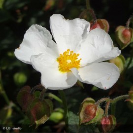 CISTUS x salviifolius