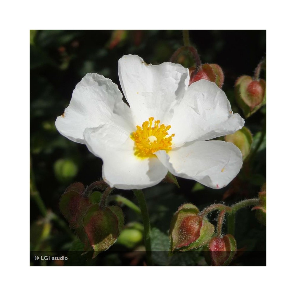 CISTUS x salviifolius