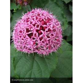 CLERODENDRON bungei