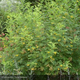 COLUTEA arborescens