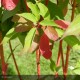 CORNUS alba Bâton rouge®