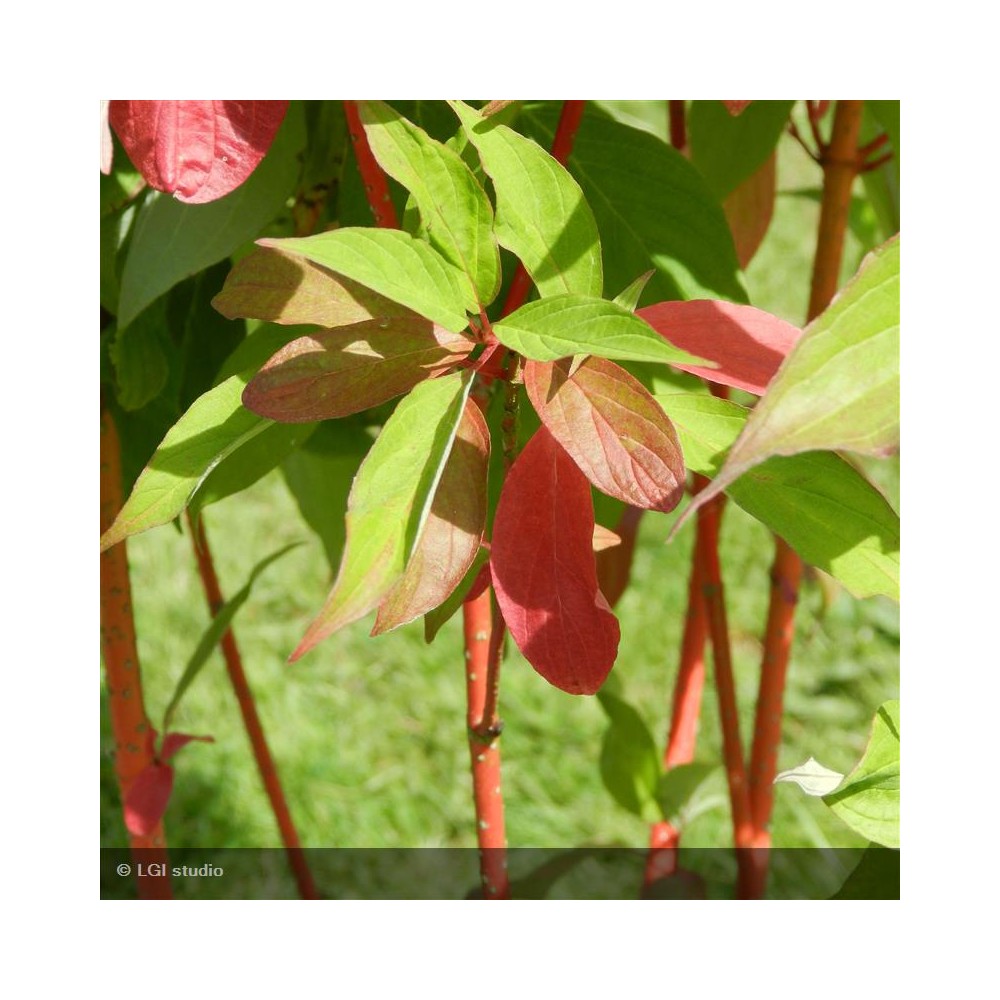 CORNUS alba Bâton rouge®