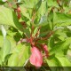 CORNUS alba Bâton rouge®