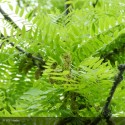 GLEDITSIA triacanthos Sunburst