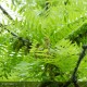 GLEDITSIA triacanthos Sunburst