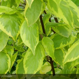 CORNUS alba Gouchaultii