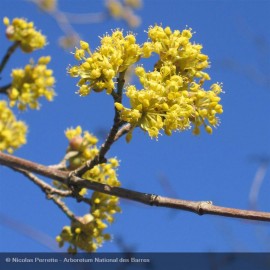 CORNUS mas