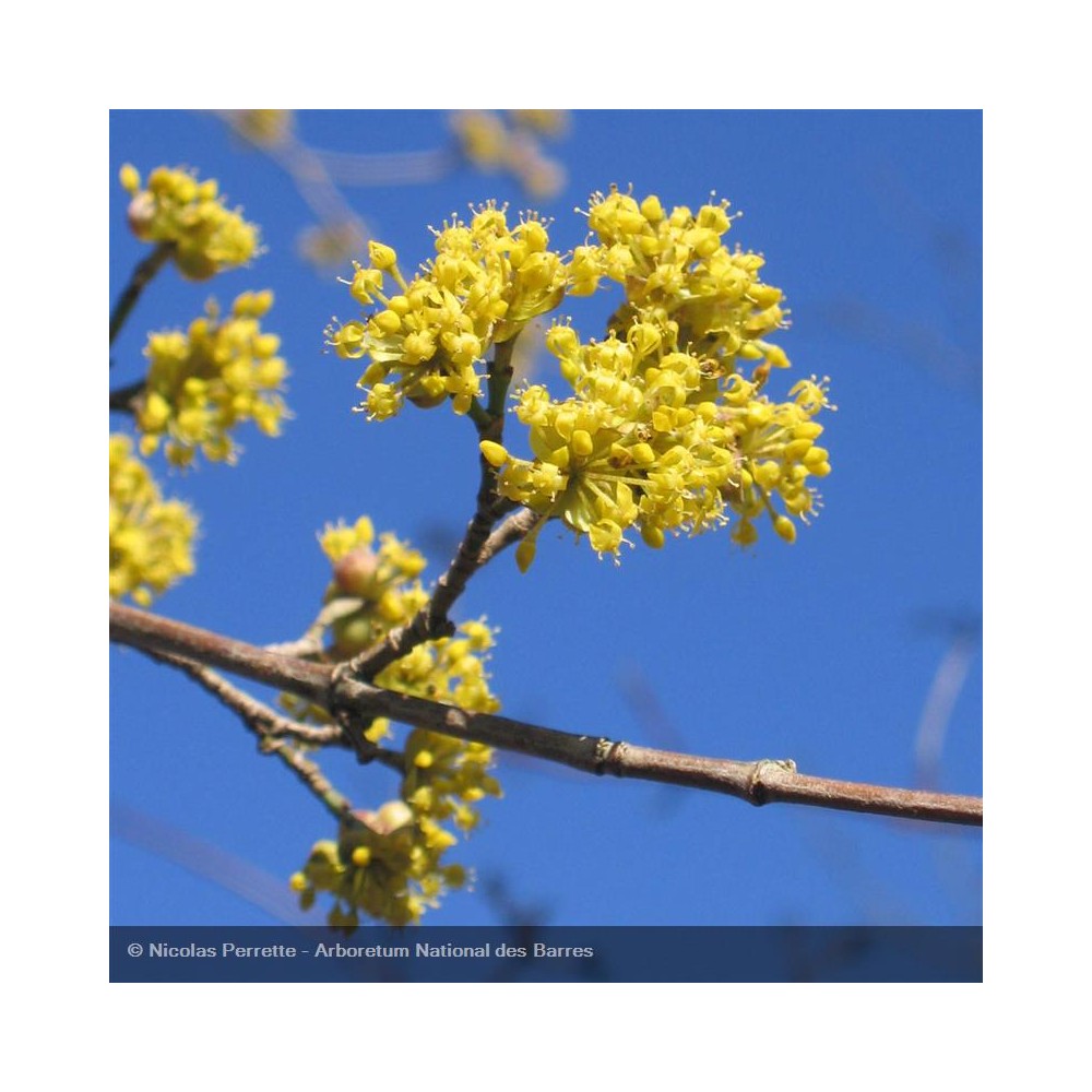 CORNUS mas