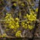 CORNUS mas