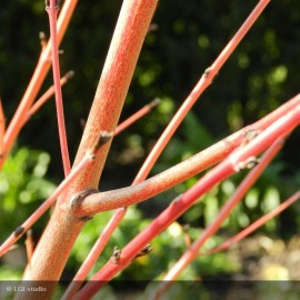 CORNUS sanguinea Midwinter fire