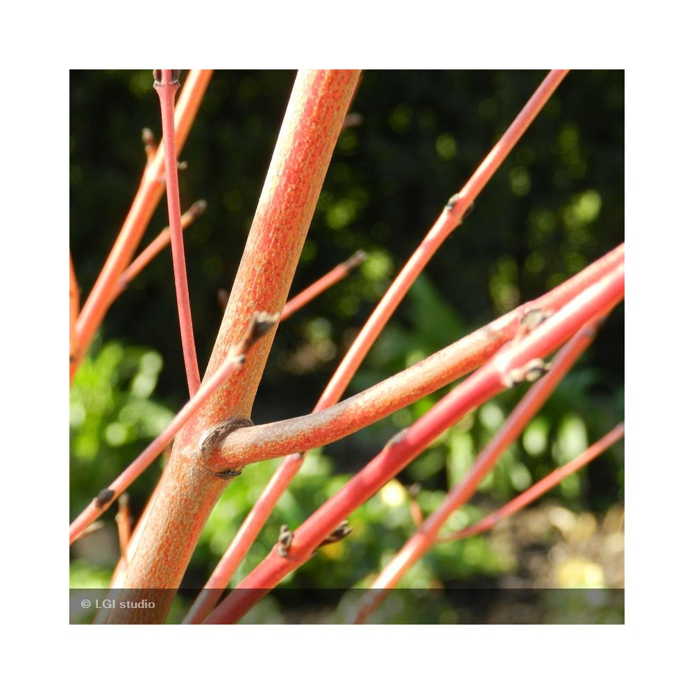 CORNUS sanguinea Midwinter fire