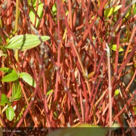 CORNUS stolonifera Kelsey