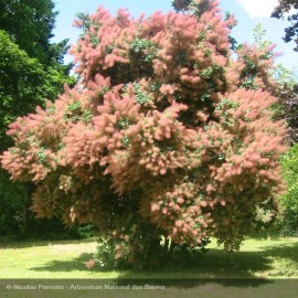 COTINUS coggygria