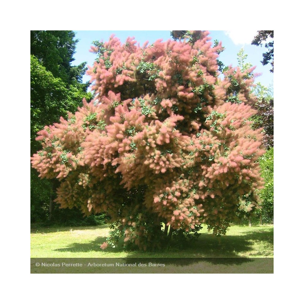 COTINUS coggygria