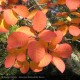 COTINUS coggygria