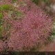 COTINUS coggygria