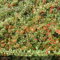 COTONEASTER damneri Radicans