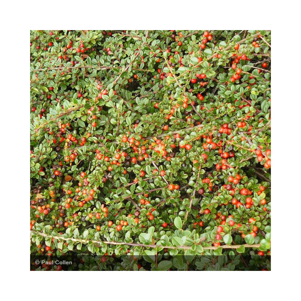 COTONEASTER damneri Radicans