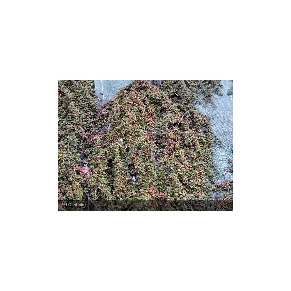 COTONEASTER microphyllus