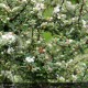 COTONEASTER microphyllus