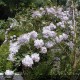 DEUTZIA x Mont rose